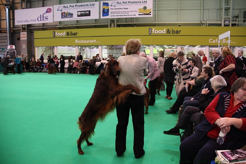 Crufts2011 418.jpg